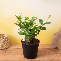Jasminum sambac, Mogra, Arabian Jasmine - Plant