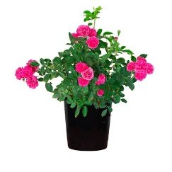 Miniature Rose, Button Rose (Any Color) - Plant