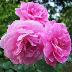 Damascus Rose, Scented Rose (Any Color) - Plant