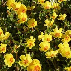 Portulaca, 10 O Clock (Yellow) - Plant