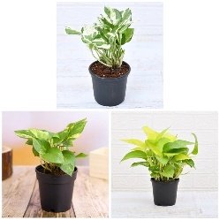 Money Plant, Scindapsus ( Pack of 3) - Plant