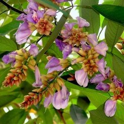 Moulmein rosewood - Plant