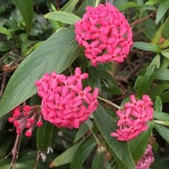 Rondeletia Leucophylla, Panama Rose - Plant