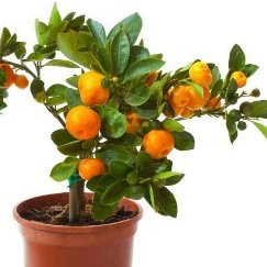 Orange Fruit, Santra - Plant