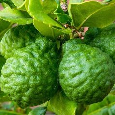 Idlimbu, Sour orange, Citrus aurantium - Plant