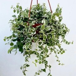 Ficus pumila, Creeping fig variegated (Hanging Basket) - Plant