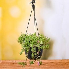 Portulaca, 9 O Clock (Any Color, Hanging Basket) - Plant