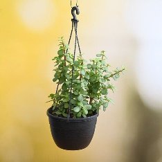 Elephant bush, Portulacaria afra, Jade plant (Hanging Basket) - Plant
