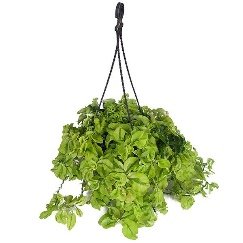 Pedilanthus, Euphorbia tithymaloides (Hanging Basket) - Plant