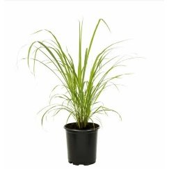 Lemon Grass - Plant
