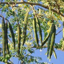 Drumsticks, Moringa Oleifera - Plant