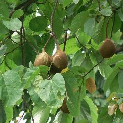 Sterculia Alata, Buddha Coconut - Plant