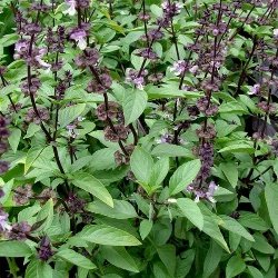 Thai Basil, Ocimum thyrsiflora - Plant