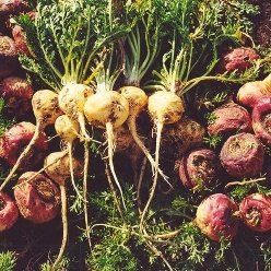 Cape Gooseberry, Maca, Lepidium Meyenii - Plant