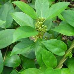 Gymnema Sylvestre, Bedki Cha Pala - Plant