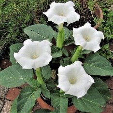 Datura, Dhatura - Plant