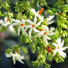 Parijat Tree, Parijatak, Night Flowering Jasmine - Plant