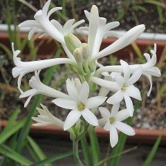 Rajnigandha, Tuberose - Plant