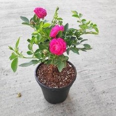 Scented rose (Any Variety, Any Color) Plant