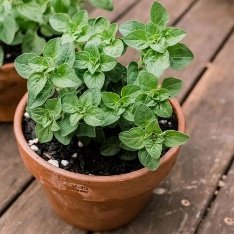 Oregano - Plant