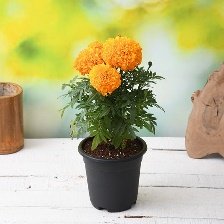 African Marigold (Orange) Plant 