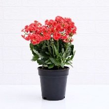 Symbol of Purity on Republic Day Plants Pack