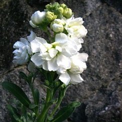 Gillyflower, Stock - Plant