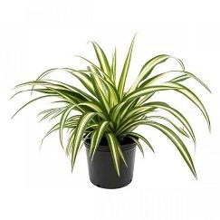 Chlorophytum, Spider Plant - Plant