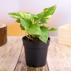 Money Plant, Scindapsus (Green) - Plant
