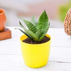 Sansevieria trifasciata Hahnii, Snake Plant - Plant