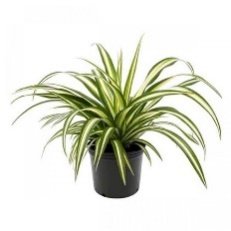 Chlorophytum, Spider Plant in 5 inch Pot