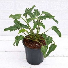 Philodendron xanadu Green Plant in 4 inch Pot