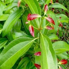 True Cinnamon, Bay Leaf, Tamala Patram - Plant
    