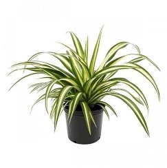 Chlorophytum, Spider Plant - Plant